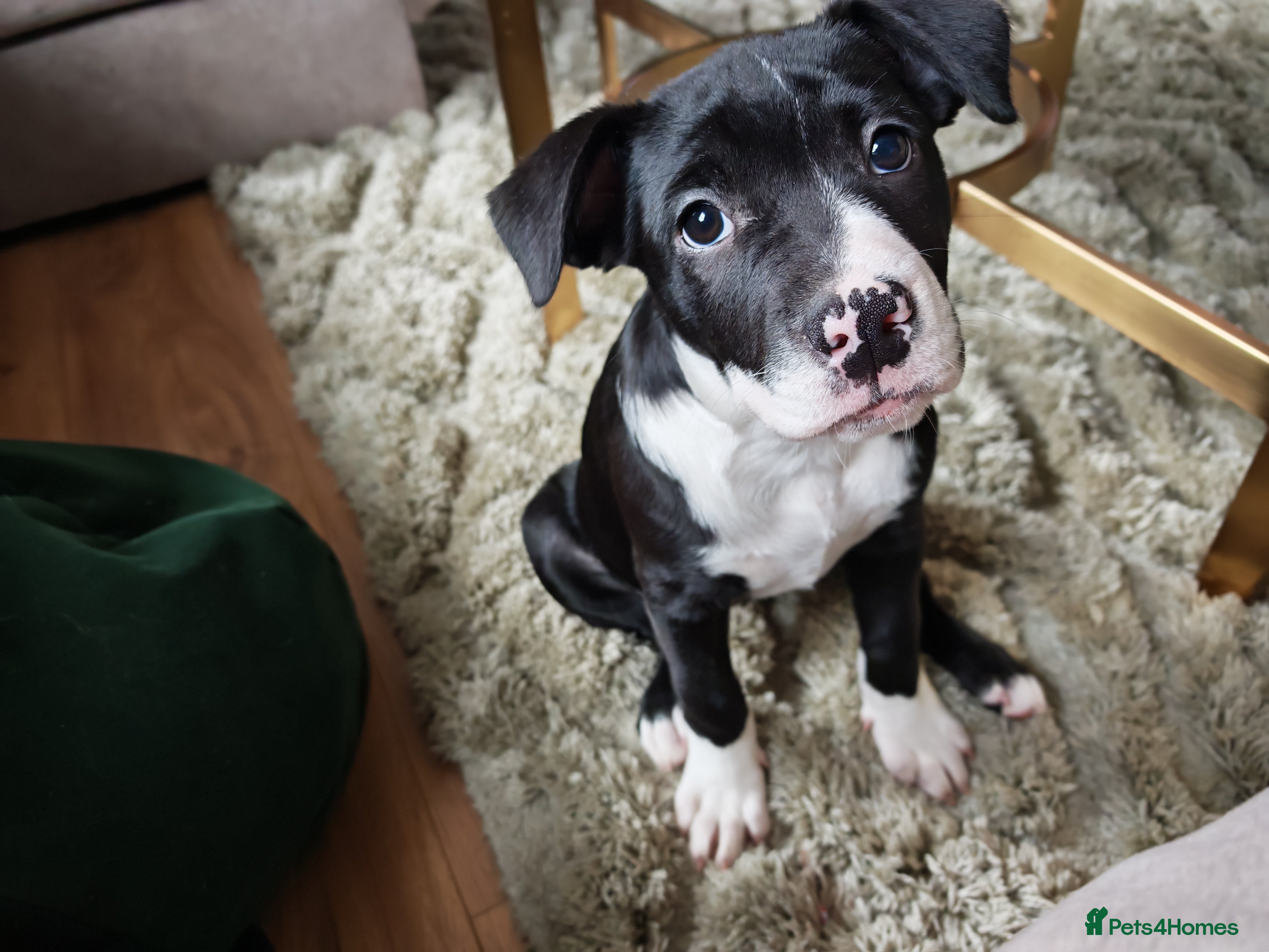 Mixed Breed dogs Olde English Bulldogge/Staffy Collie - Advert 7