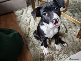 Mixed Breed dogs Olde English Bulldogge/Staffy Collie - Advert 7