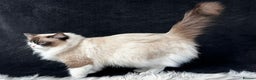 Ragdoll cats for sale: Ragdoll female ACTIVE GCCF registered  - Advert 11