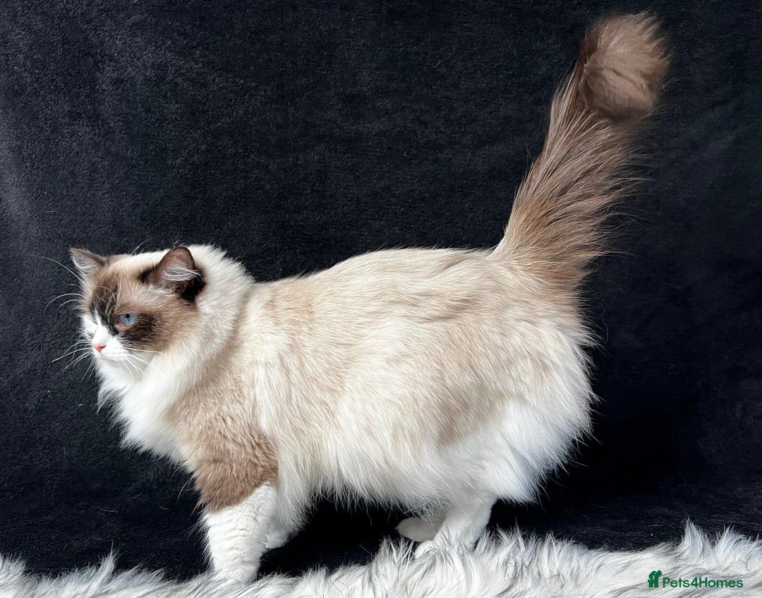Ragdoll cats for sale: Ragdoll female ACTIVE GCCF registered  - Advert 11