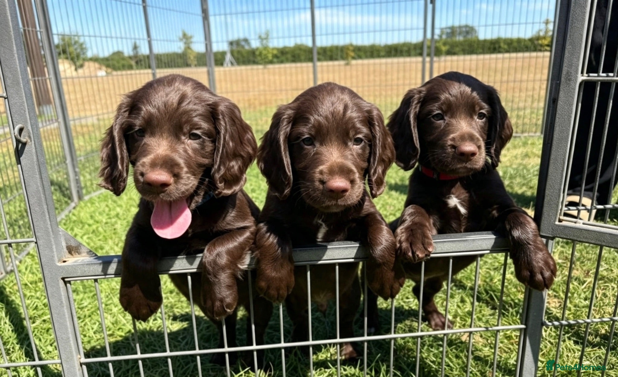 Sprocker dogs Fully DNA Health Tested F1 Sprocker Puppies - Advert 1