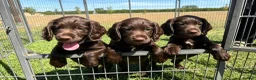 Sprocker dogs for sale: Fully DNA Health Tested F1 Sprocker Puppies - Advert 3
