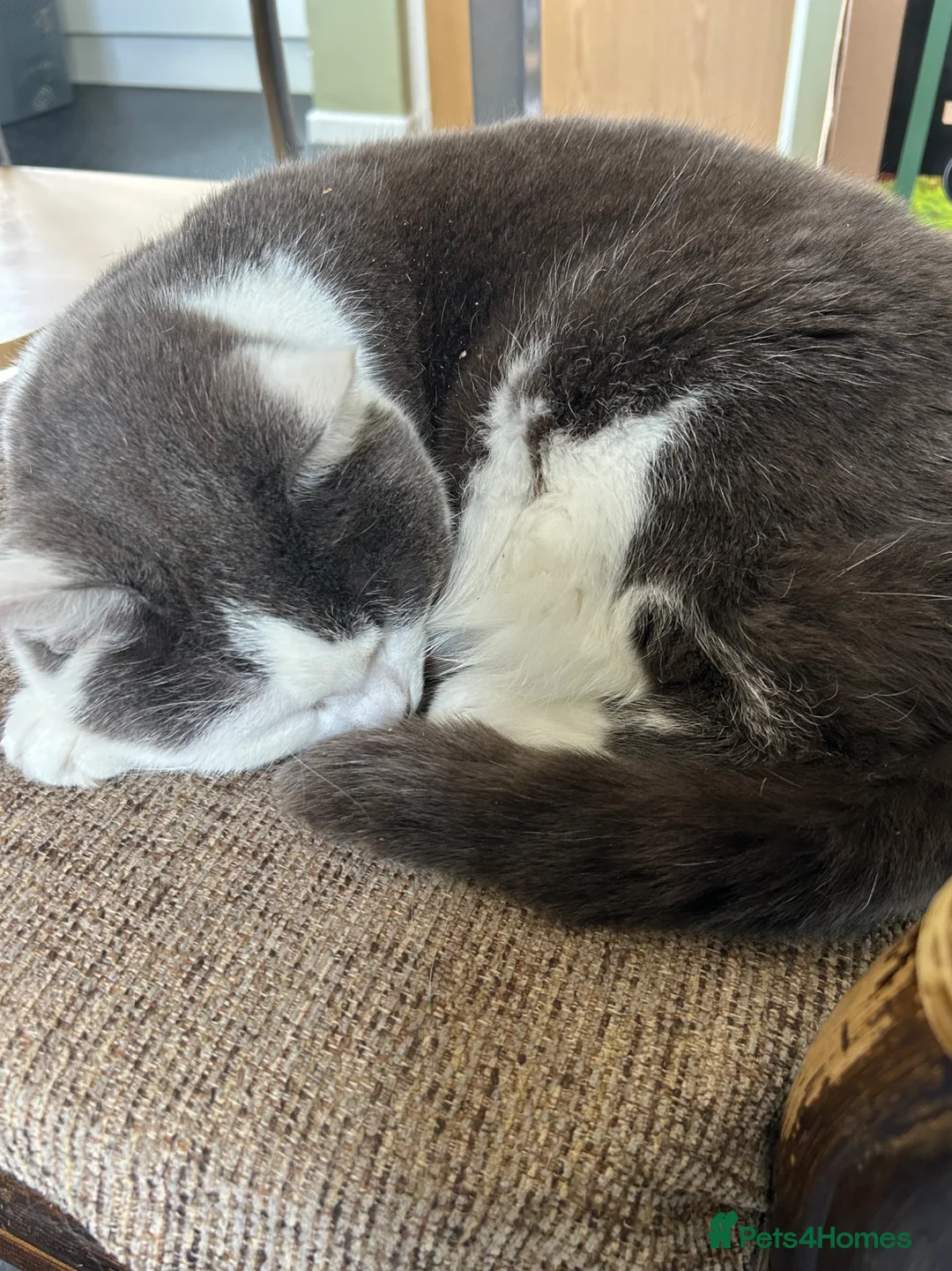 Mixed Breed cats for sale: Rehoming our lovely cat 🐱  - Advert 2