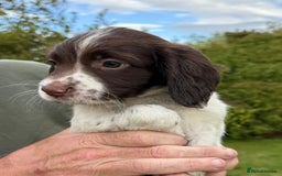 English Springer Spaniel dogs for sale: Springer Spaniel Puppies  - Image 9