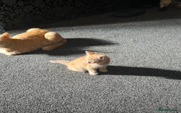 Mixed Breed cats for sale: Beautiful ginger kittens  - Image 13