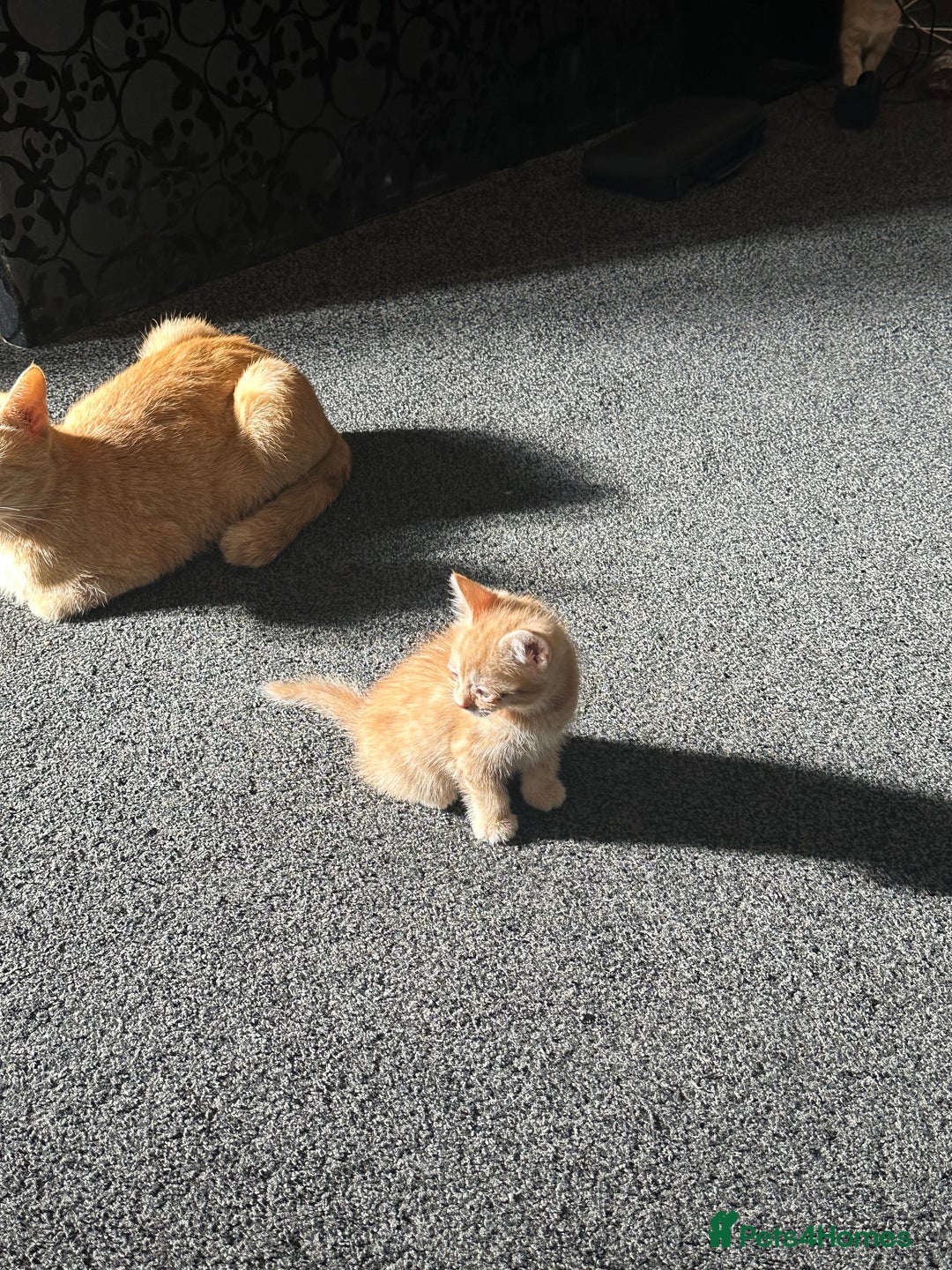 Mixed Breed cats for sale: Beautiful ginger kittens  - Image 13