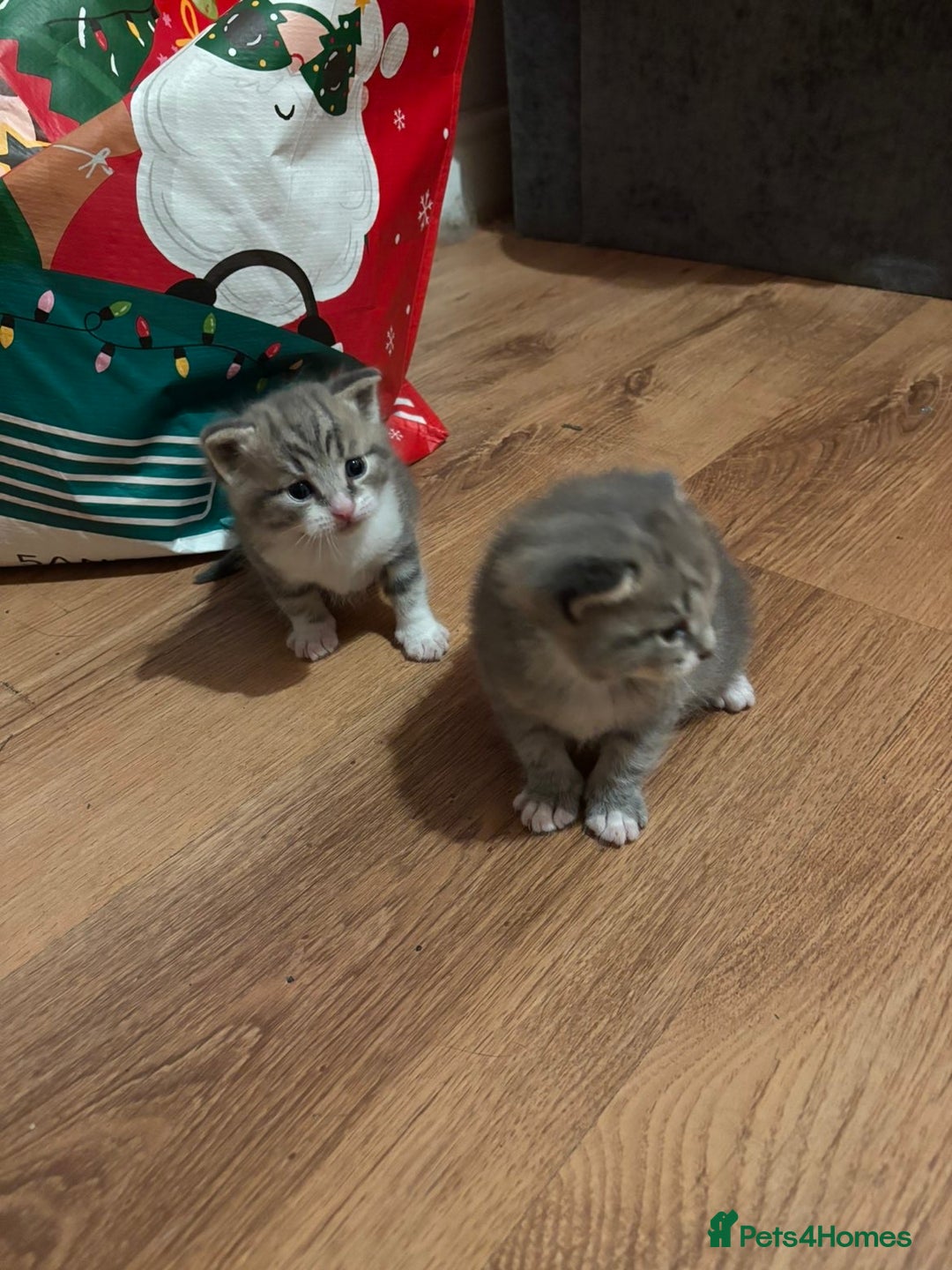 Mixed Breed cats for sale: 2 Grey (blue) and one darker tabby kittens  - Advert 4