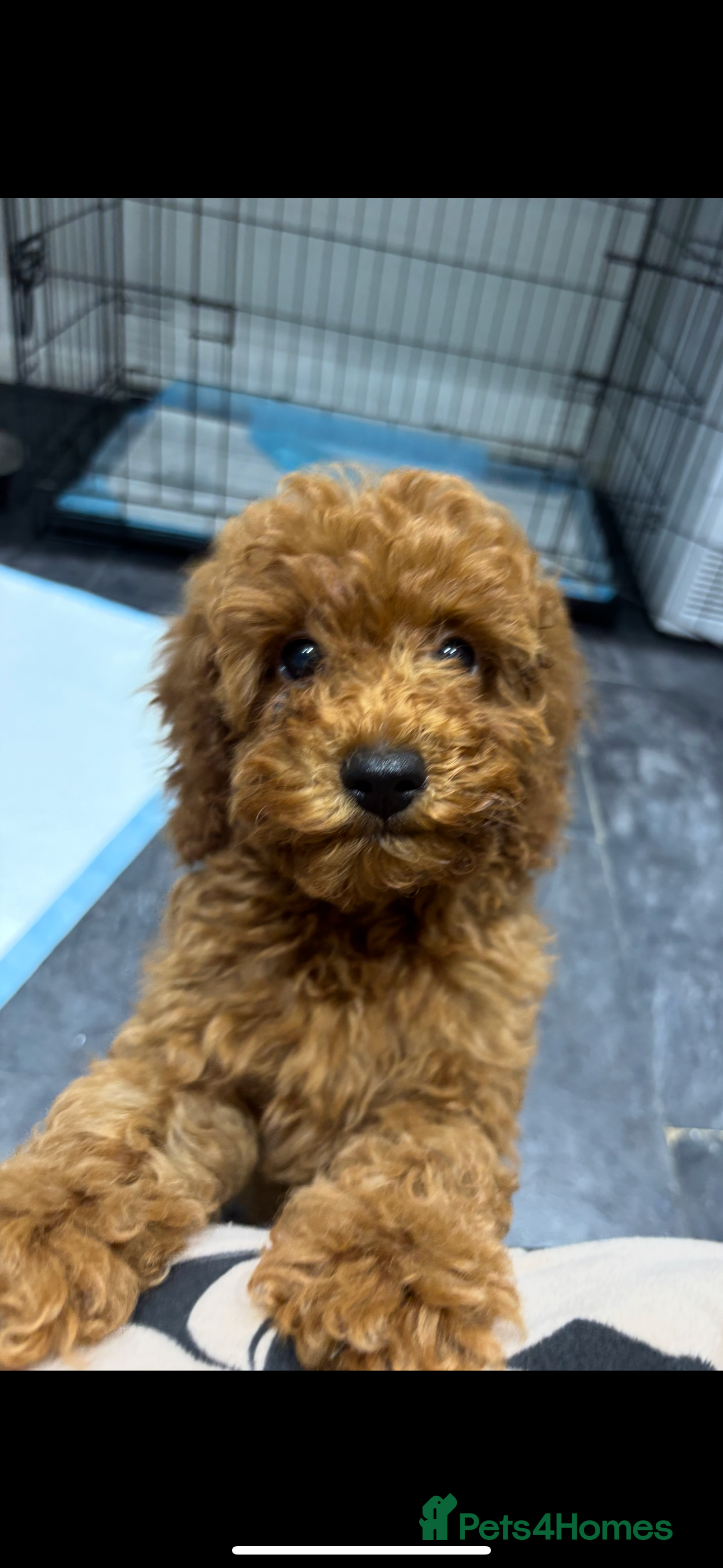 Miniature Poodle dogs Miniature poodles  - Advert 3