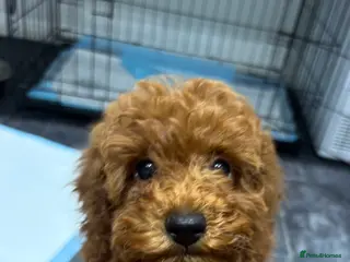 Miniature Poodle dogs Miniature poodles - Advert 3