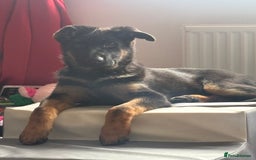 German Shepherd dogs for sale: Skylar - Image 7