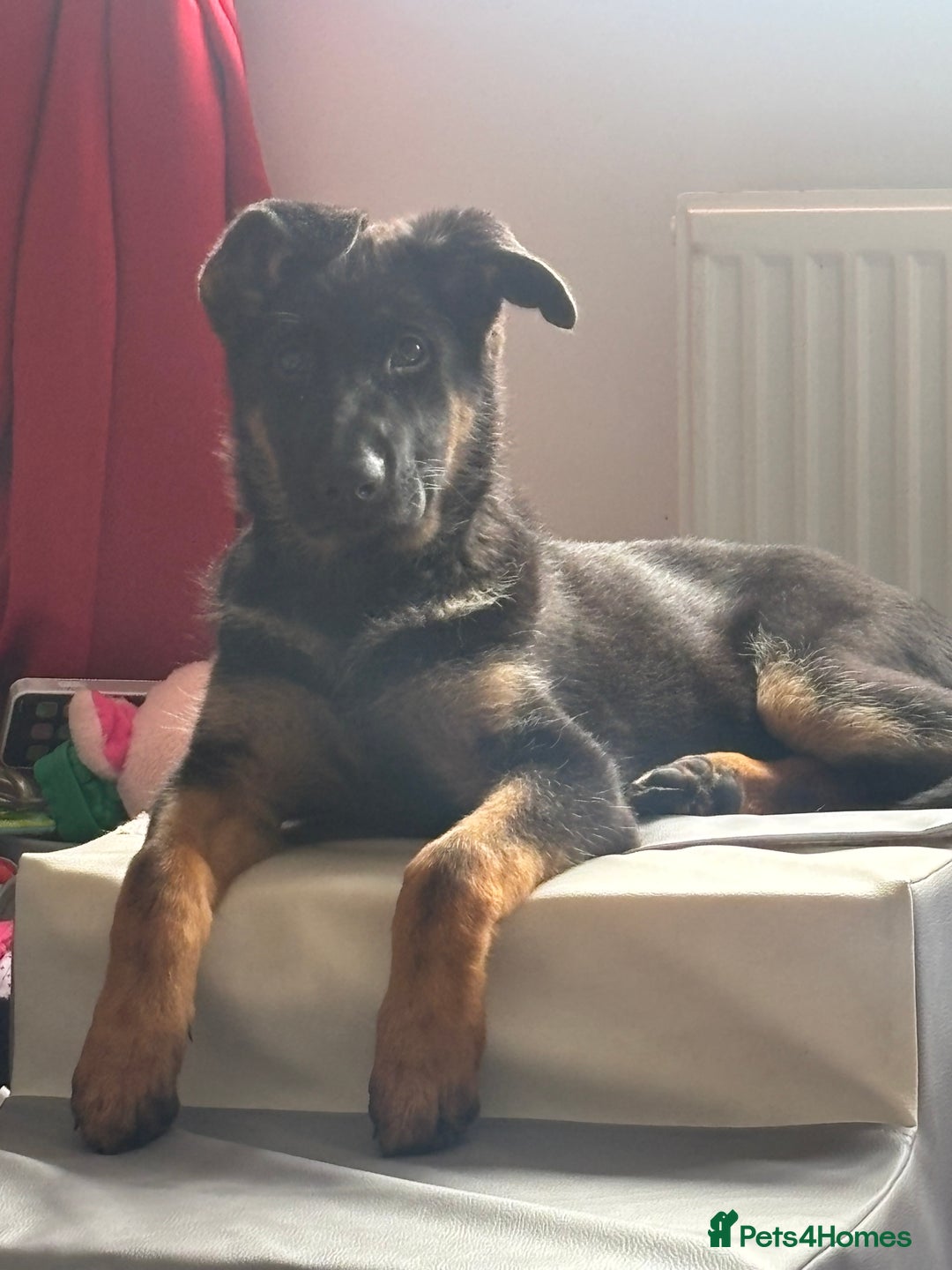 German Shepherd dogs for sale: Skylar - Image 7