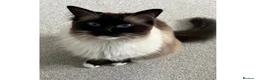 Ragdoll cats for sale: Male seal point Ragdoll looking to be re homed  - Advert 4