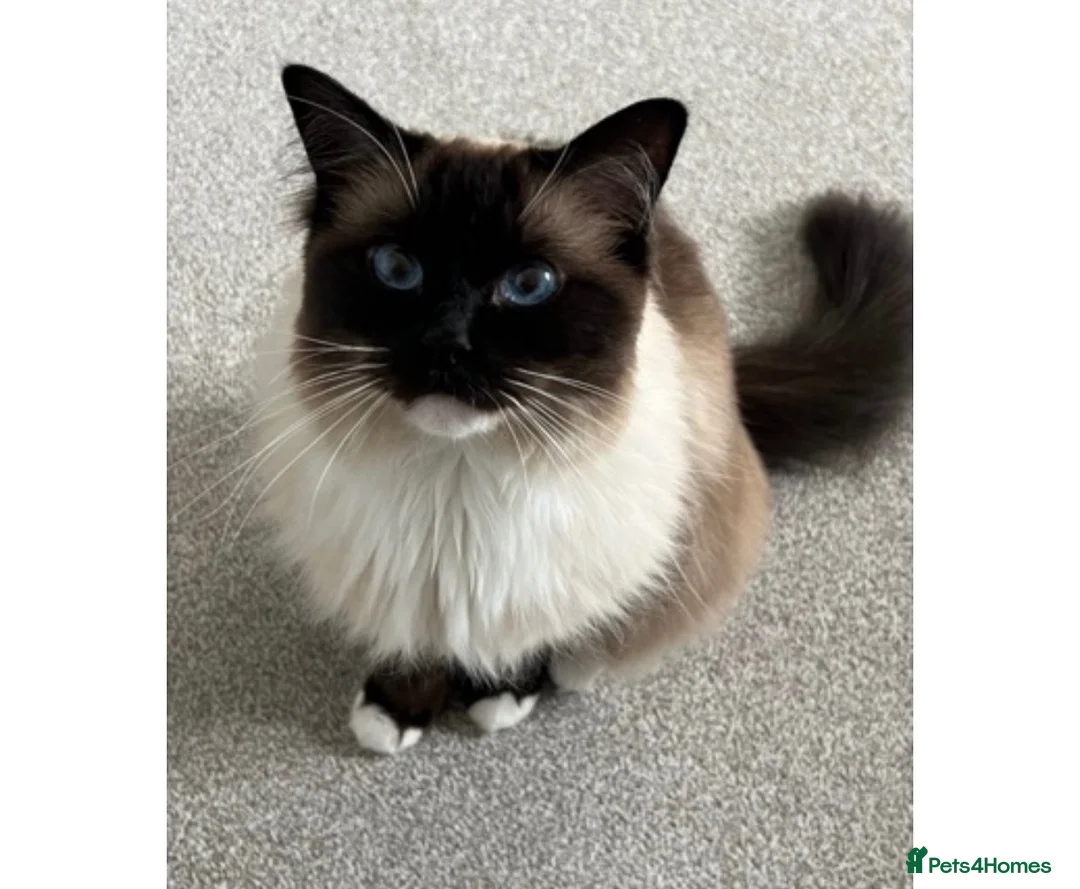 Ragdoll cats for sale: Male seal point Ragdoll looking to be re homed  - Advert 4