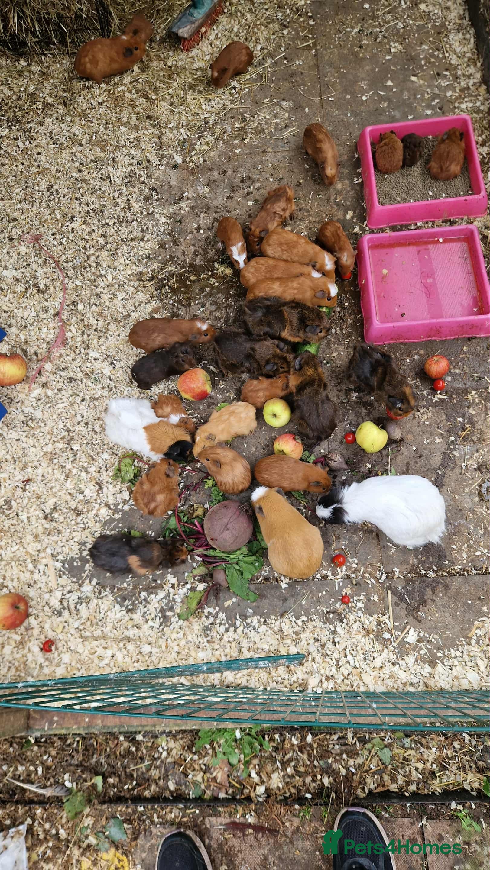 Guinea Pig rodents guinea pigs for sale - Advert 8