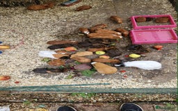 Guinea Pig rodents for sale: guinea pigs for sale - Image 1