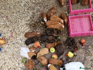 Guinea Pig rodents - Advert 1