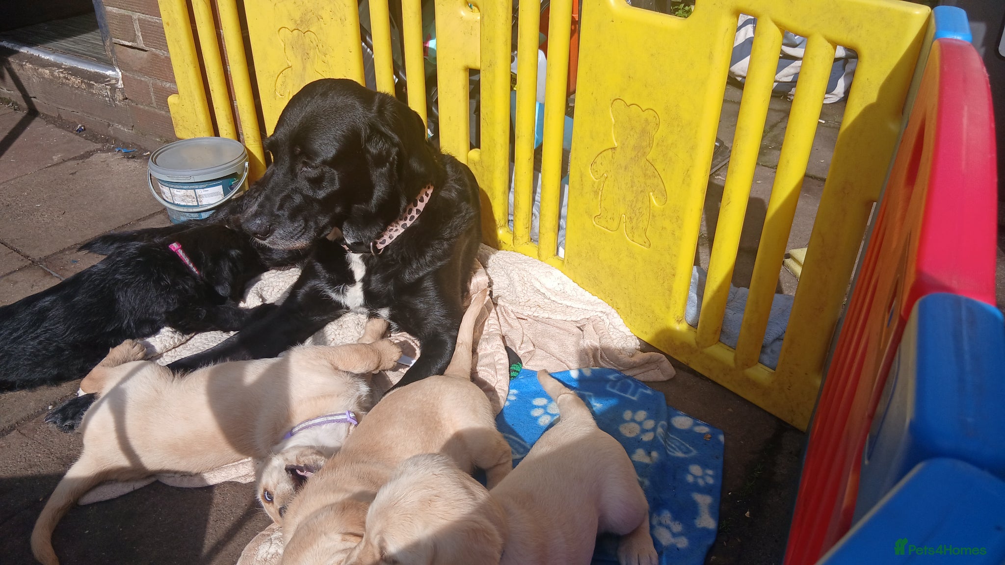 Mixed Breed dogs for sale: Ready Gorgeous Cockapoo x Gold Retriever x pups  - Advert 17