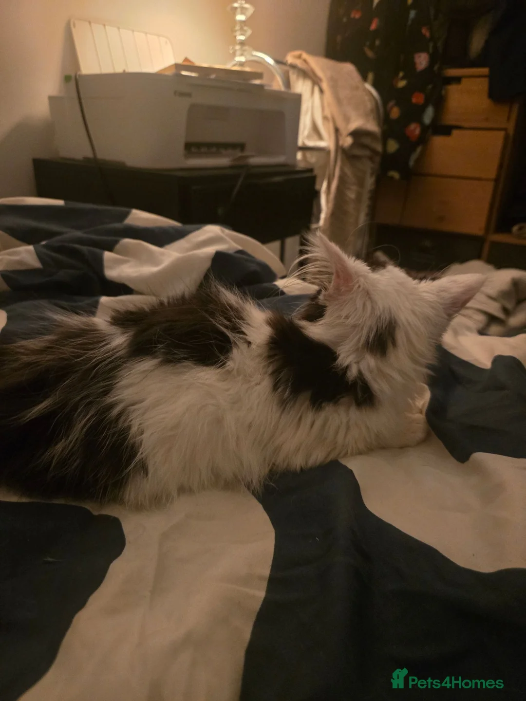 Mixed Breed cats for sale: Mainecoon mix kitten  - Advert 4