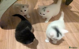British Shorthair cats for sale: kittens - Image 7