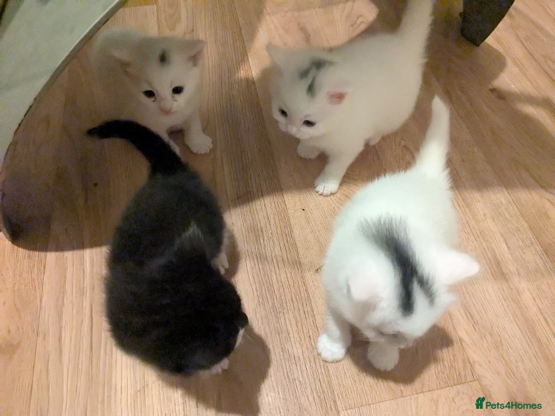 British Shorthair cats for sale: kittens - Image 7