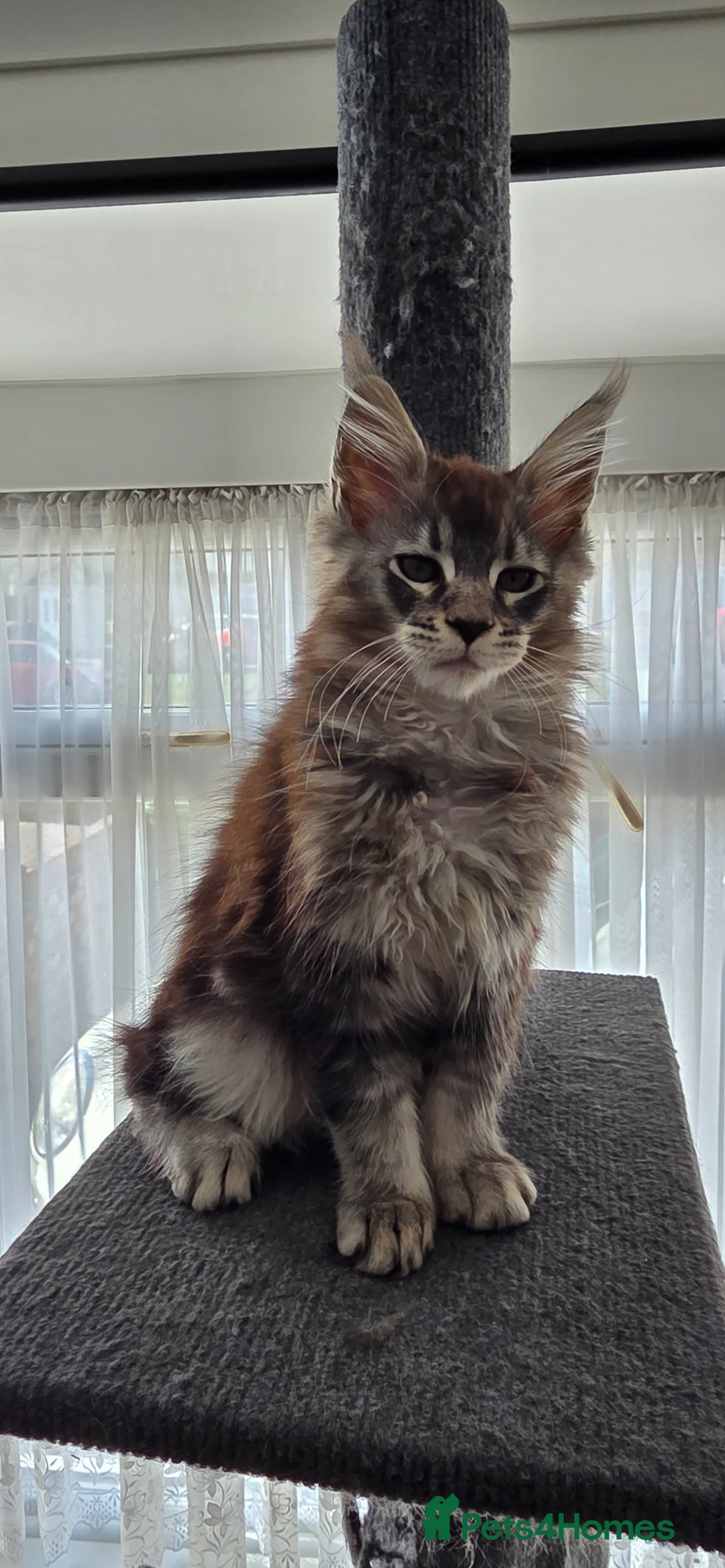 Maine Coon cats for sale: Xl maine coon Kittens  in Hoddesdon - Advert 3