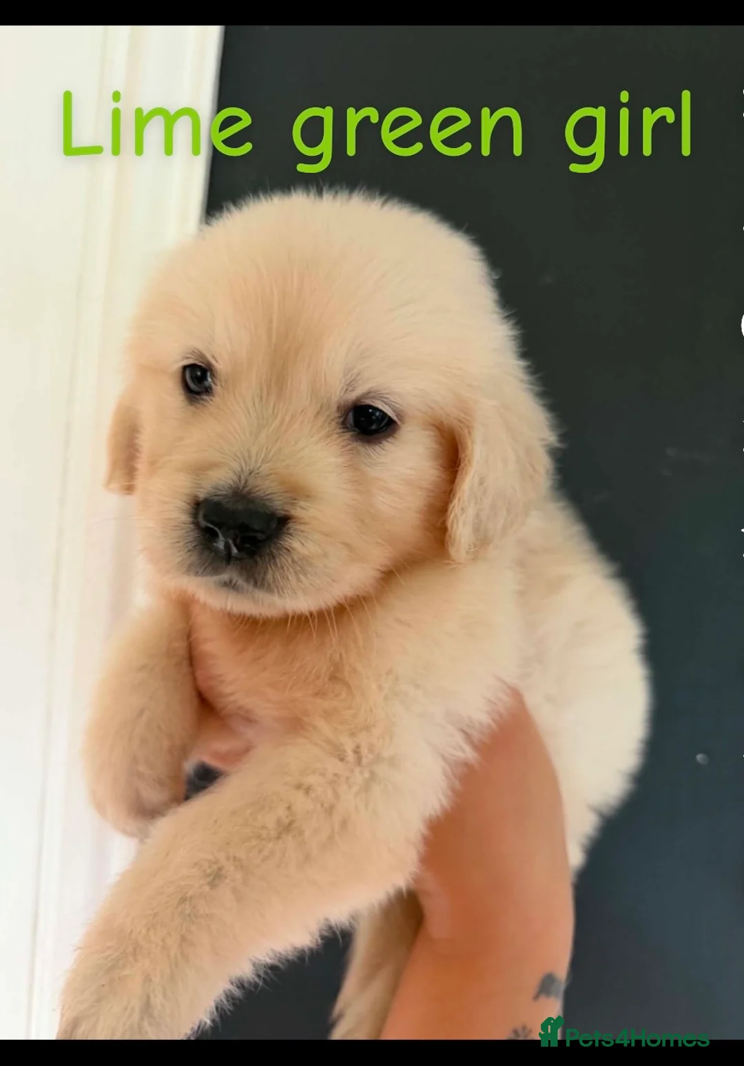 Golden Retriever dogs for sale: KC registered cream/ white fully health tested  - Advert 24