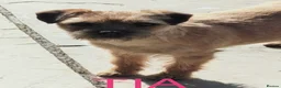 Border Terrier dogs for sale: Beautiful Borders - Advert 2