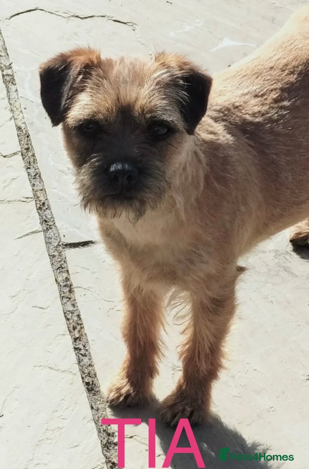 Border Terrier dogs for sale: Beautiful Borders - Advert 2