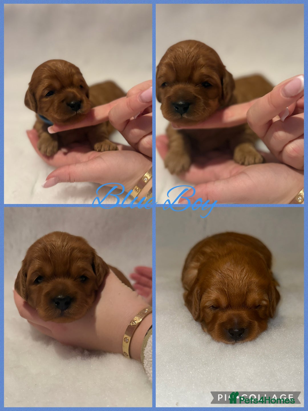 Cavapoo dogs for sale: F1b Cavapoo puppies  - Advert 5