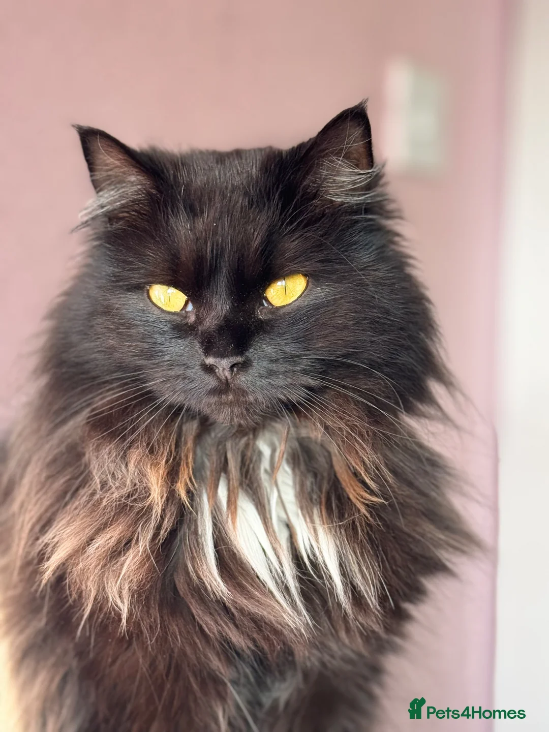 Mixed Breed cats for sale: Callie - Advert 2
