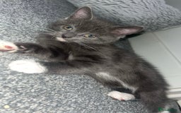 British Shorthair cats for sale: British shorthair x Bengal kittens - Image 10