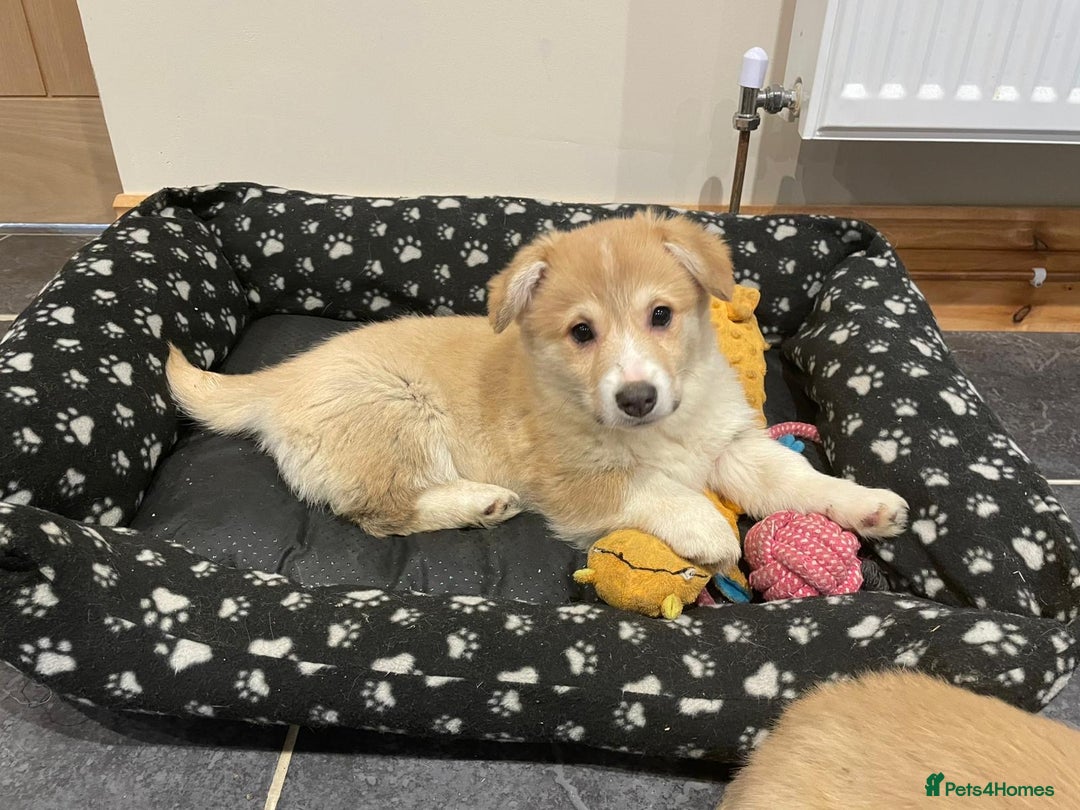 Welsh Corgi Pembroke dogs for sale: KC Registered Pembrokeshire Corgi Puppies - Advert 17