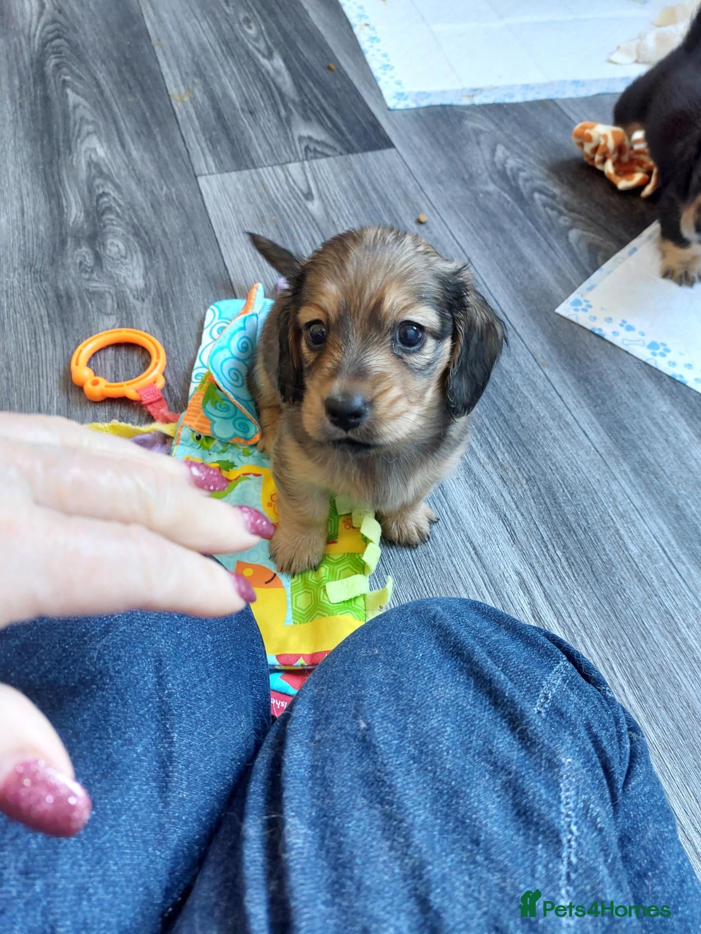 Miniature Dachshund dogs for sale: PEDIGREE MINI LONG HAIRED DACHSHUNDS PICS COMING - Advert 2