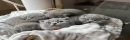 British Shorthair cats for sale:  💙 Beautiful Blue BS Kittens 1 Boy & 4 Girls 💗 in Taunton - Advert 33