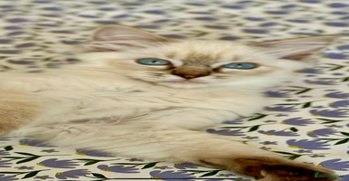 Ragdoll cats - Advert 6