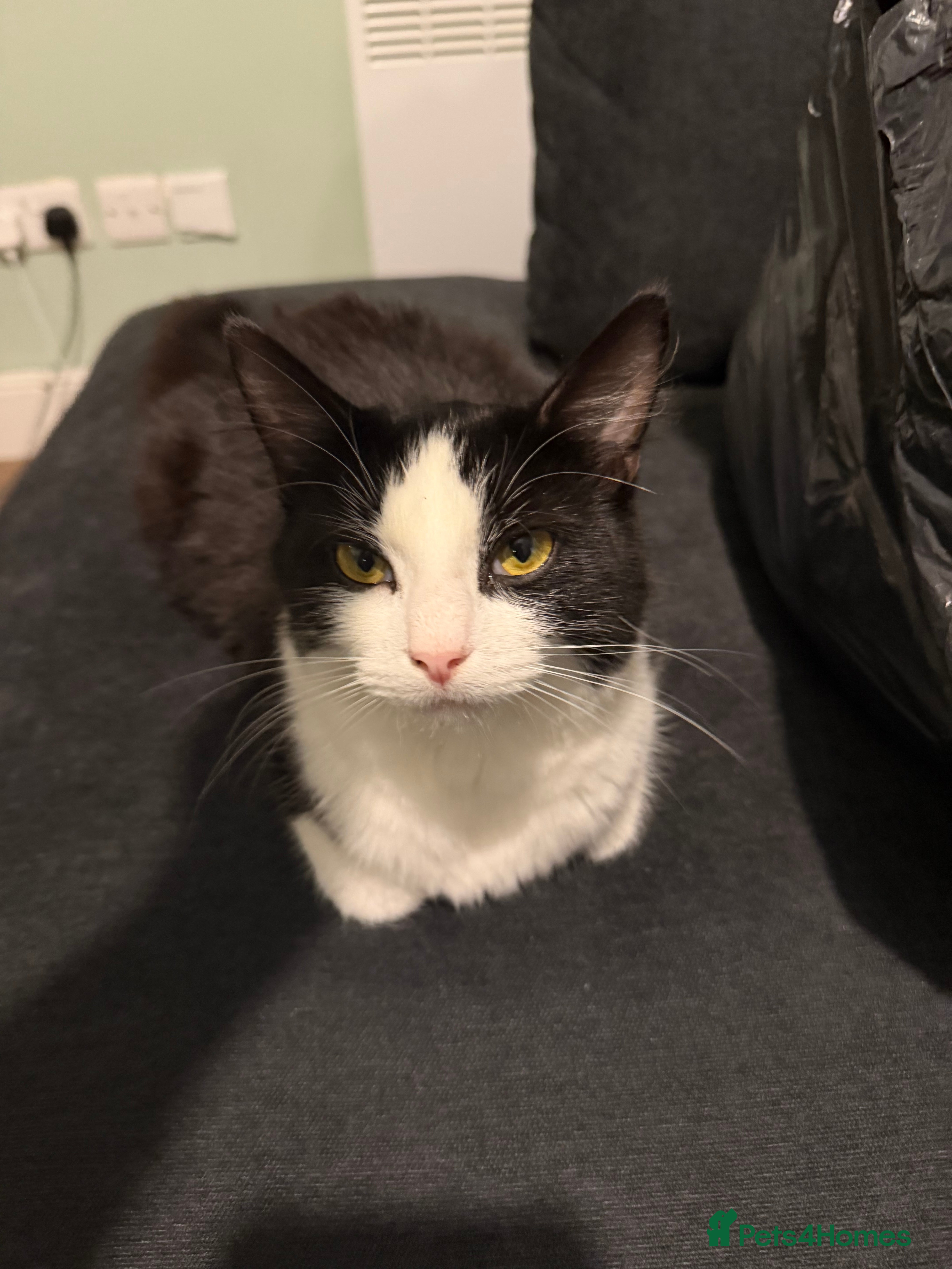 Mixed Breed cats Mixed Breed Female  - Advert 1