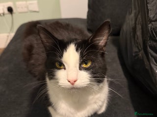 Mixed Breed cats Mixed Breed Female - Advert 1