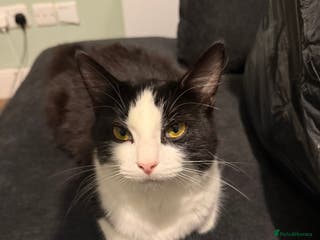 Mixed Breed cats Mixed Breed Female - Advert 16