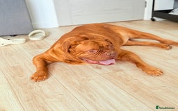 Dogue De Bordeaux dogs for sale: Looking for his final and forever home - Image 5