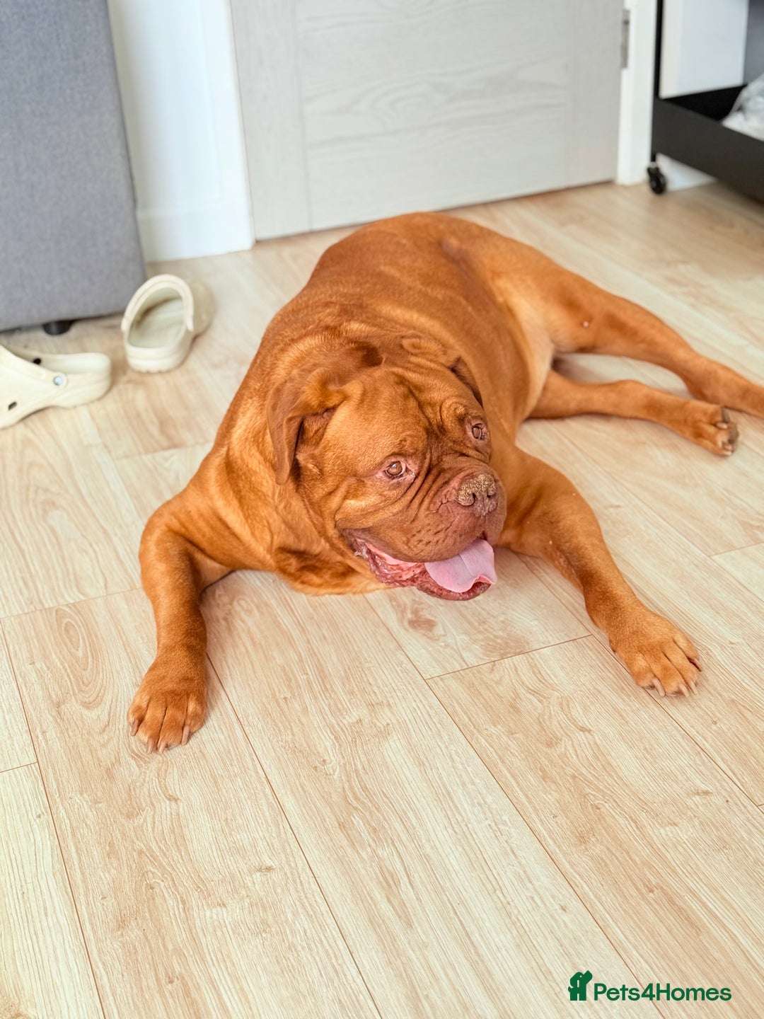 Dogue De Bordeaux dogs for sale: Looking for his final and forever home - Image 5