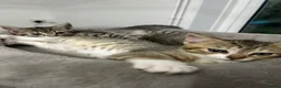 Mixed Breed cats for sale: 4 Gorgeous tabby kittens, 2 with white features - Advert 30