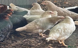 Chickens poultry for sale: Pol hybrid dark, blue and olive egg layers  - Image 15