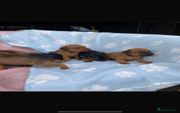 Lakeland Terrier dogs for sale: Lakeland terrier puppies for sale - Image 6