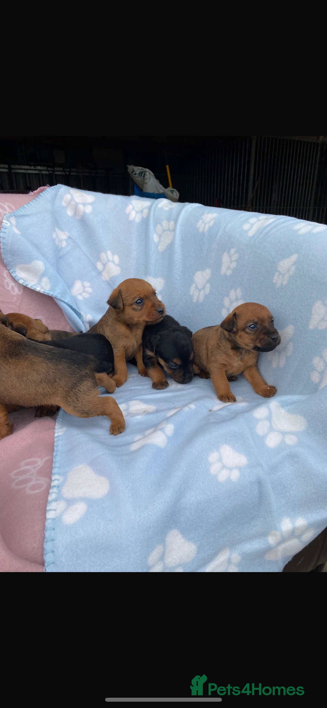 Lakeland Terrier dogs for sale: Lakeland terrier puppies for sale - Image 6