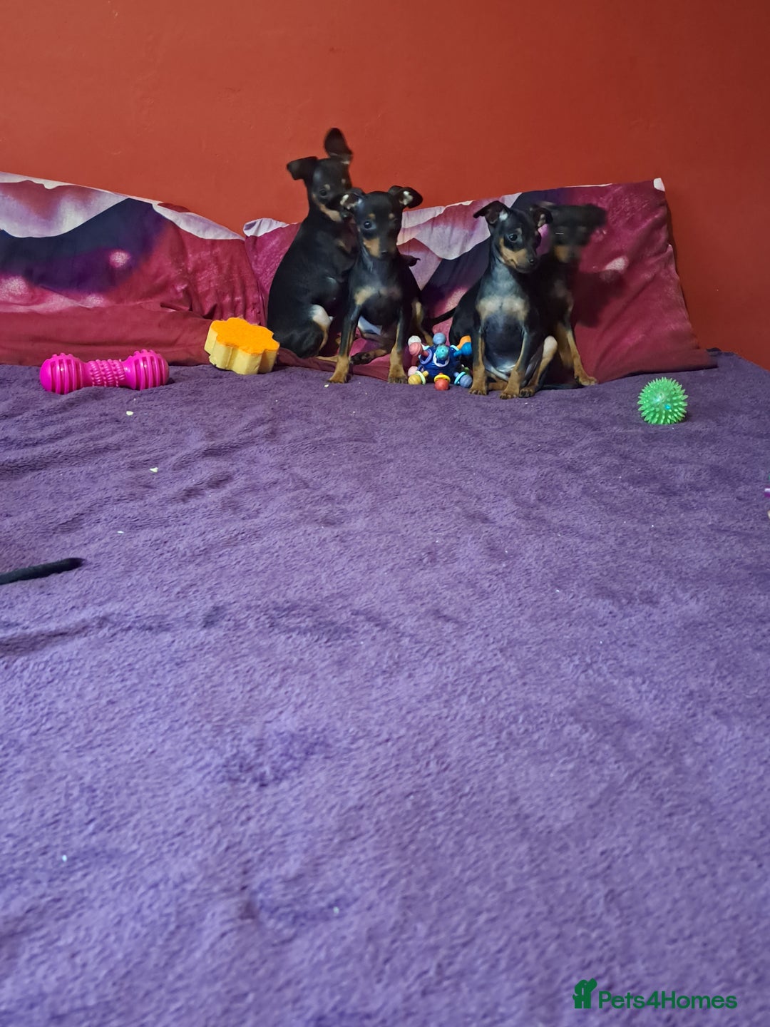 Miniature Pinscher dogs for sale: Miniature Pinscher Puppies 🐾   - Advert 12