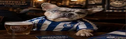 French Bulldog dogs for stud: MARVEL💙 in Manchester - Advert 4