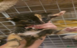 British Shorthair cats for sale: Kittens  - Advert 1