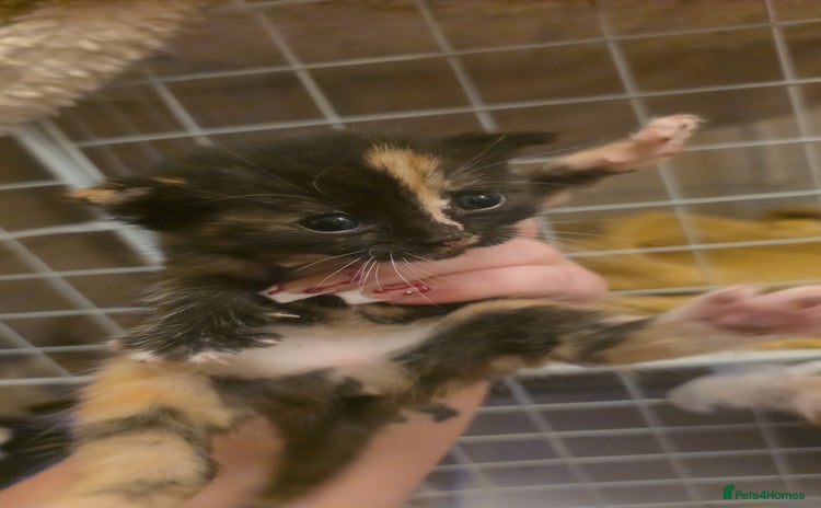 British Shorthair cats Kittens  - Advert 3