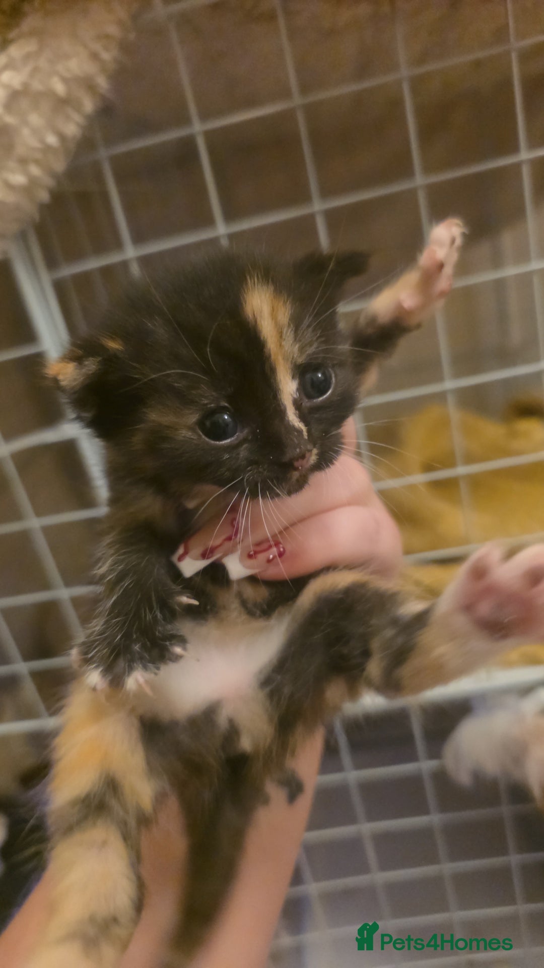 British Shorthair cats for sale: Kittens  - Advert 1