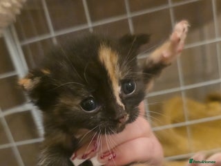 British Shorthair cats Kittens - Advert 3